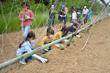 苗を植える児童ら=田原市の衣笠農園で