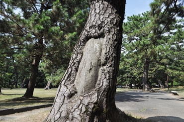 松やに採取の跡が残る幹=豊橋市高師緑地公園で