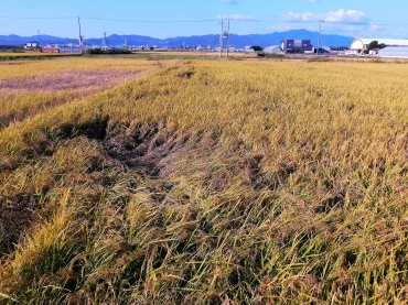 東三河の田んぼ ウンカ被害が深刻