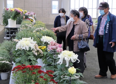 会員が育てた菊の即売会も人気だ