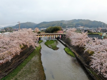 日の出に照らされる桜とコイ=いずれも拾石川で