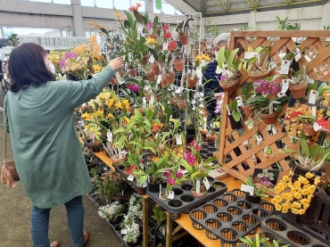 即売会では洋ラン以外もさまざま
