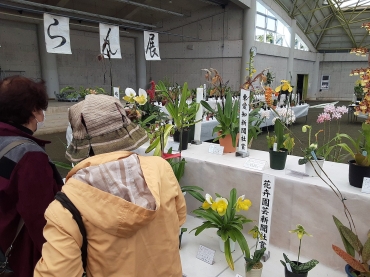 いろいろな品種の洋ランが並ぶ