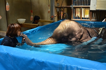 6歳を目前に死んだマーラ(2017年6月)