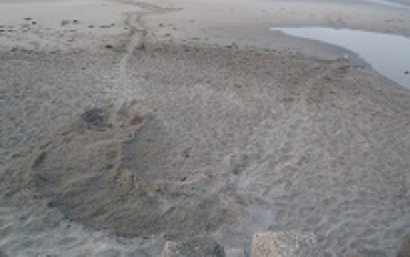 産卵巣から海岸に延びるアカウミガメの移動の跡