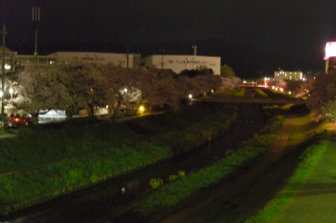 人通りもなく、暗く浮かび上がった佐奈川の桜並木=豊川市中央通の金屋橋で(11日午後8時20分ごろ写す)