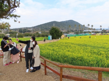 フォトスポットとして人気の「なっちの丘」=伊良湖菜の花ガーデンで(昨年2月撮影)