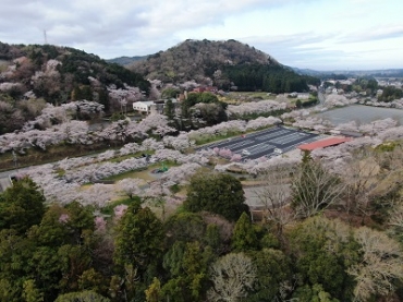 左岸側の公園は桜色に染まった
