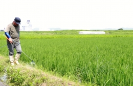 主食用から飼料用へ 豊橋の大規模な米生産者