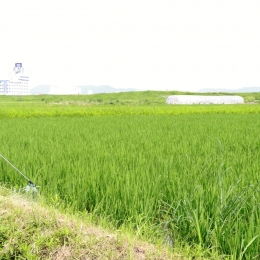 主食用から飼料用へ 豊橋の大規模な米生産者
