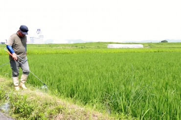 飼料米の水田を手入れする日比さん=豊川市行明町で