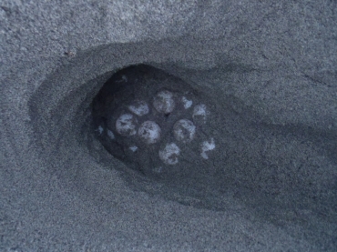 今季初めて見つかったアカウミガメの卵=豊橋市の表浜海岸で(市提供)