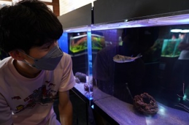 成長したヨリトフグを見つめる平松さん=竹島水族館で