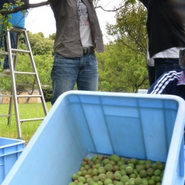 児童らのため給食調理員が豊橋・向山緑地で梅収穫
