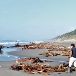 豊橋・表浜海岸に大量のごみ 台風15号の影響か