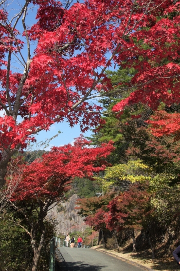 モミジが赤く色づいている=新城市の鳳来寺山で