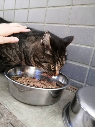 手術後に元の場所に戻り、管理されながら餌をもらう地域猫(同)