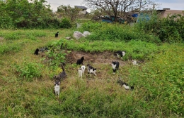 地域猫のためのGCF 豊川市が目標クリア