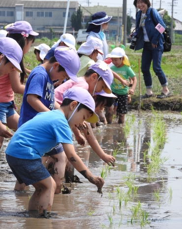 手足を泥にまみれながら、新緑の苗を植える子どもたち=豊川市御津町で