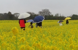 田原で雨のなか「菜の花まつり」開幕