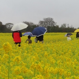 田原で雨のなか「菜の花まつり」開幕