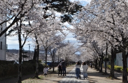 豊川で桜の名所見頃