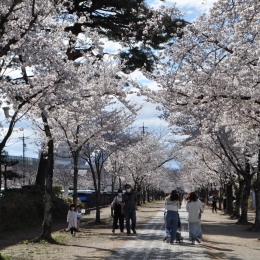 豊川で桜の名所見頃