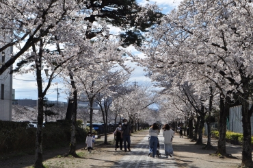 見頃を迎えた桜=豊川市の桜トンネルで(24日撮影)