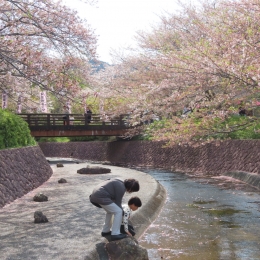 田原で滝頭不動大祭桜まつり