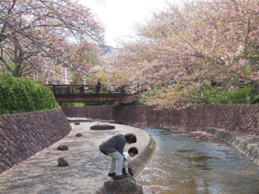 水面を流れる花びらを楽しむ親子=滝頭公園で