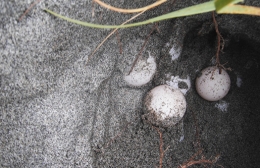 豊橋表浜でアカウミガメの産卵確認