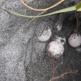 豊橋表浜でアカウミガメの産卵確認