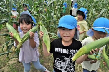 トウモロコシを収穫した園児たち=豊川市豊津町で