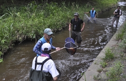 朝倉川で流されたコイの救出作戦