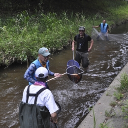 朝倉川で流されたコイの救出作戦