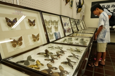約2000点の珍しい昆虫を展示=蒲郡市立図書館で
