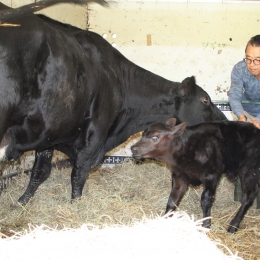 豊根で濱田さん飼育のアンガス牛無事出産