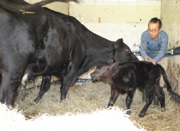 16日に生まれた子牛と竹ちゃん。奥は濱田さん=豊根村で