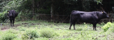昨年秋にやってきた種牛㊨と別の雌牛