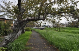 老木化も植え替えできぬ佐奈川の桜