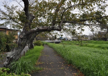 老木が目立つ佐奈川沿いのソメイヨシノ