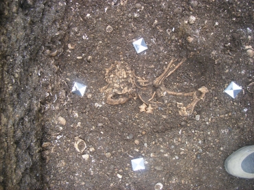 伊川津貝塚で発見された縄文時代の犬の墓(市教委提供)