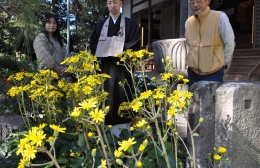 豊橋・松音寺の境内をツワブキが黄色に彩る