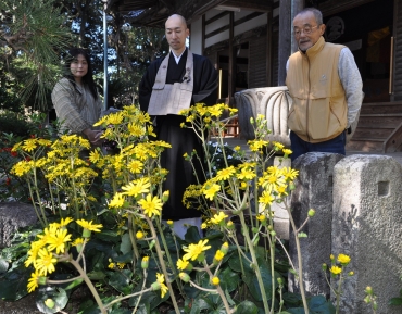 黄色い花を咲かせるツワブキ=松音寺で