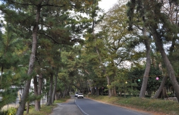 豊川「御油の松並木」が天然記念物指定80年