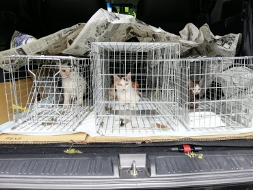 市民団体によって捕獲された猫(同)