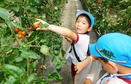 豊橋中央幼稚園児がミニトマト狩り