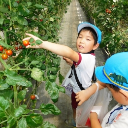豊橋中央幼稚園児がミニトマト狩り
