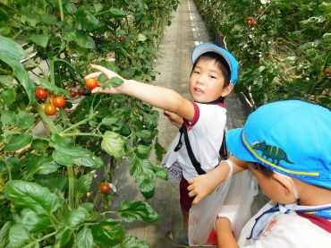 色付いたトマトを収穫する園児=豊橋市の竹田さん方ハウスで