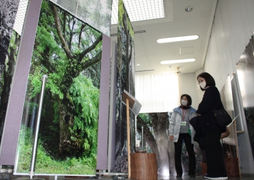 大きな写真やタペストリーで伝える巨木展=豊橋総合動植物公園温室内「イベントのへや」で